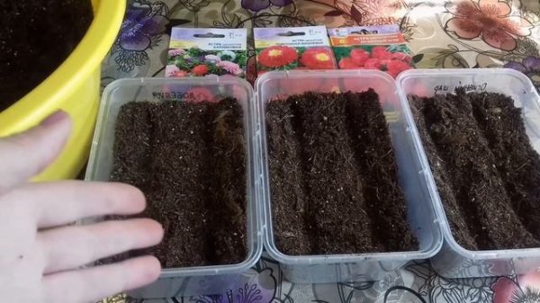 СекретЫ выращивания астры через рассаду. Посев астры