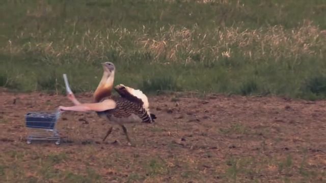 Птицы с руками | Birds with arms - если бы у птиц были руки смотреть онлайн