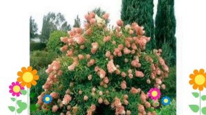 Гортензия метельчатая Pink Diamond. Краткий обзор, описание характеристик