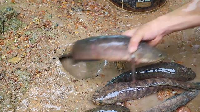 Experiment: Use Python To Catch Fish From Underground Hole - How To Catch Unique Fish #011 смотреть онлайн