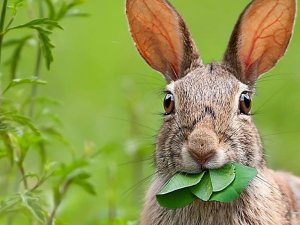 За двумя зайцами погонишься – ни одного не поймаешь