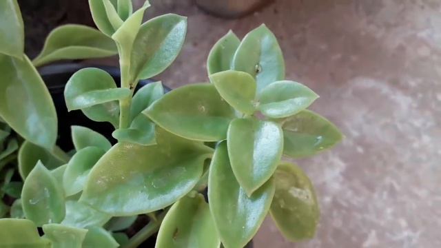 ബേബി സൺ റോസ് /Aptenia Plant Care In Malayalam