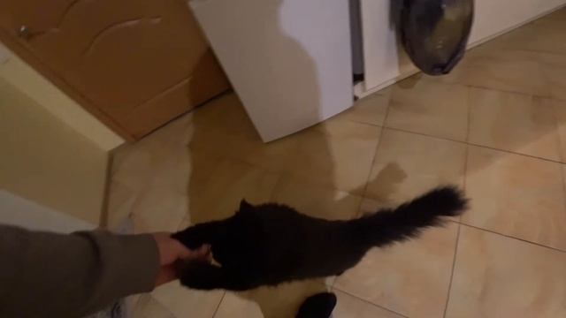 кошка КИСА / взаимопонимание кота и человека / как дрессировать кота / команда на задних лапах смотреть онлайн