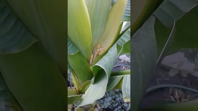 Краснодарский банан. смотреть онлайн