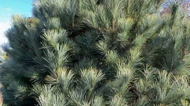 Pinus peuce ' Pacific Blue ' Macedonian Pine March 12, 2020 смотреть онлайн