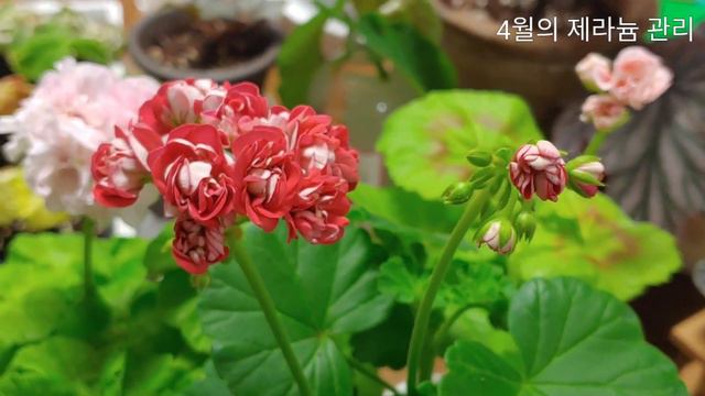 4월의 제라늄 관리ㅣHow to grow Pelargoniums in April смотреть онлайн