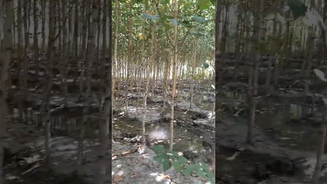 Beryoza смотреть онлайн