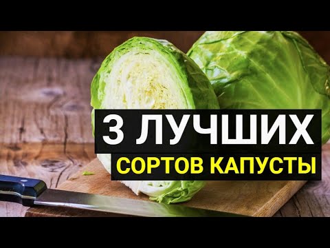 3 сорта капусты для квашения и хранения на зиму смотреть онлайн