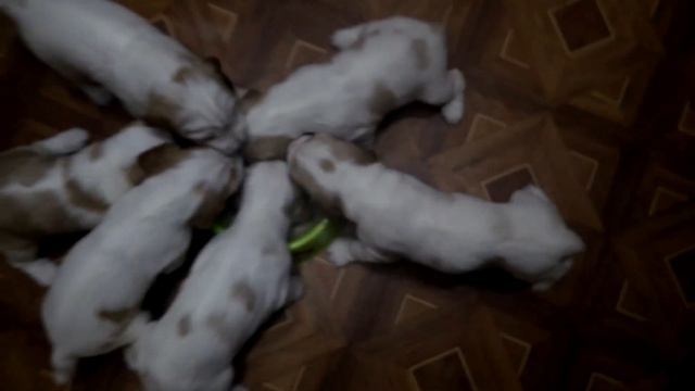 20 дней щенкам РОС