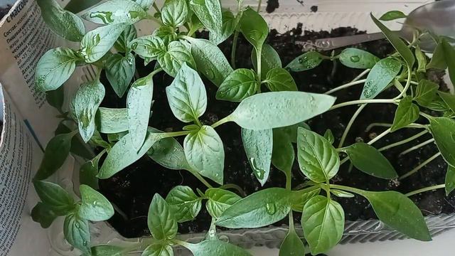 Пикирую перцы, часть вторая. смотреть онлайн
