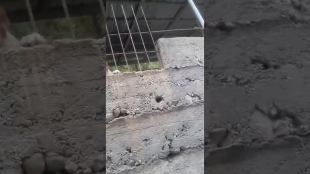 Охрана дачи. смотреть онлайн