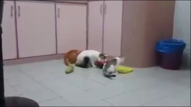 Мега ржач! Реакция котов на огурцы. Cats vs cucumbers 2016 смотреть онлайн