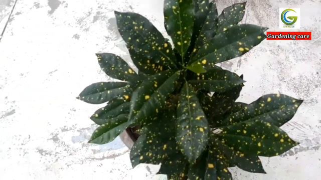 How to Care Golden Dust Croton in Winter/ सर्दियों में क्रोटन की देखभाल कैसे करें/Gardening care смотреть онлайн