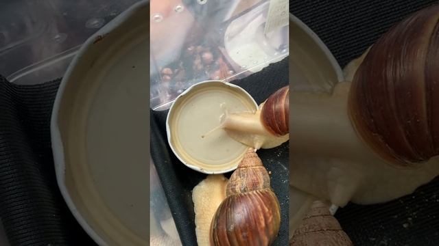 Ахатинки.Улитка.Как Улитка пьёт воду смотреть онлайн