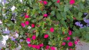 Мирабилис - Ночная красавица. Растение с незабываемым ароматом!