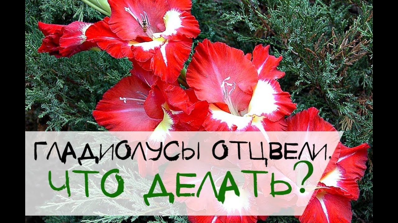 Что делать когда отцвели гладиолусы? Когда выкапывать гладиолусы? смотреть онлайн