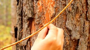 ЕЛОВЫЙ БАРОМЕТР СВОИМИ РУКАМИ | Bushcraft Barometer