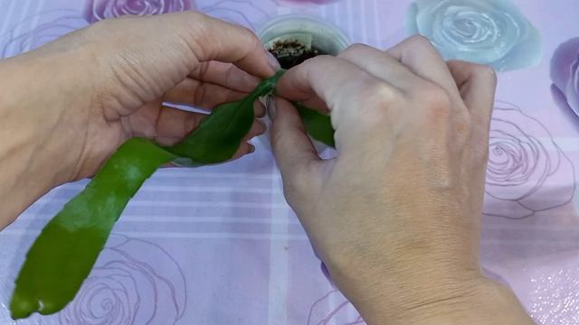 Любители солнца?Формирование Адениумов?Кактусы из семян?Размножение Эпифиллума?Декабристы?Хатиора