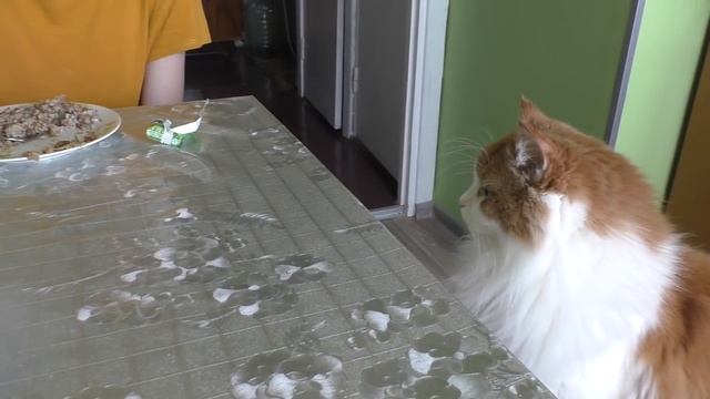 Новый питомец / СОБАКА- ПРИНЦЕССА / Изироза / Алиса Изи / Easy Rose смотреть онлайн