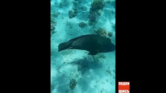 Коралловый Риф отеля CATARACT LAYALINA RESORT. Египет, Наама Бей. Крабы. Пляж? Coral reef Naama Bay смотреть онлайн