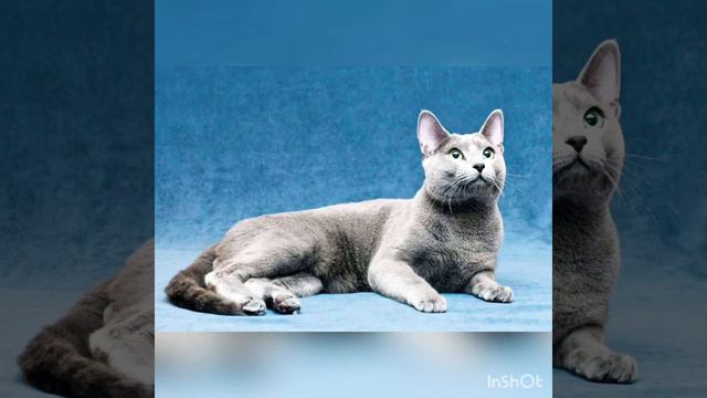 КАКАЯ ТЫ КОШКА 🐈 ПО ЗНАКУ ЗОДИАКА? смотреть онлайн