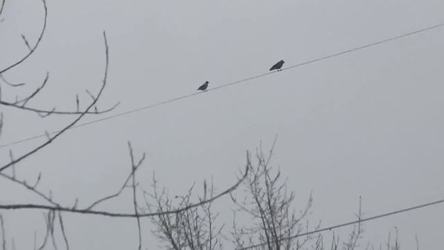 Crow hunting. Кроухантинг. Убегающий таргет и зажравшаяся псина. смотреть онлайн