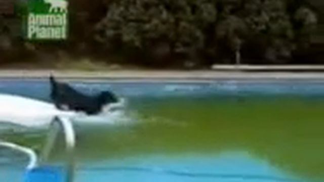 Приколы, юмор, анекдоты смотреть онлайн