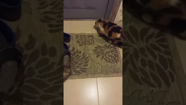 Кошка дерется с котенком?Её сынок) смотреть онлайн
