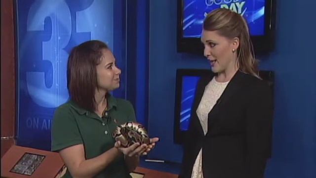 Slinky the snake slithers onto Good Day to spook Kelly смотреть онлайн