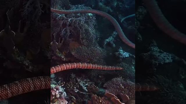 Морской крайт смотреть онлайн