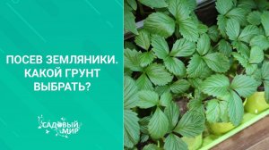 Хитрости посева земляники в феврале. Рассада  сезона 2020