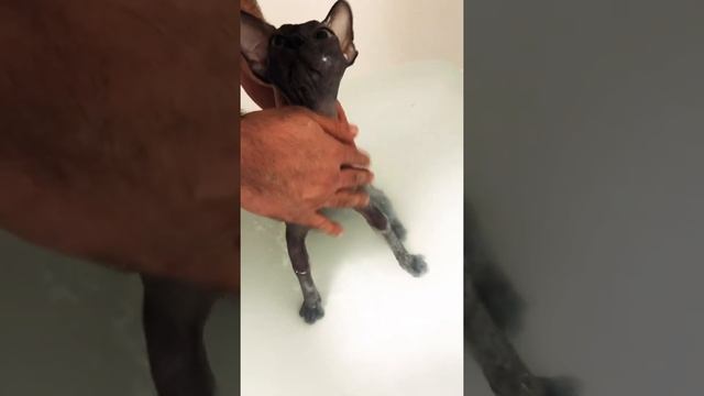 Как купать лысая кошка Сфинкс sphynx смотреть онлайн