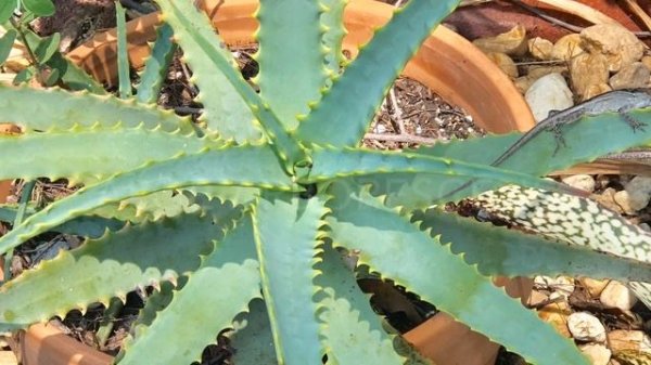 Rare Aloe Plant Collection with Identification / Tropical Succulent Garden / South Florida /
