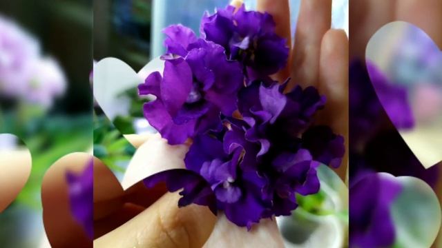 30 ФОТО ФИАЛОК С НАЗВАНИЯМИ СОРТОВ. смотреть онлайн