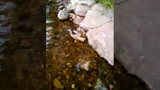 Жижицкое озеро смотреть онлайн