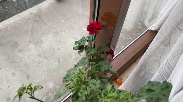 Комнатные растения готовятся к весне. Что цветет на подоконнике в феврале? Обзор. смотреть онлайн