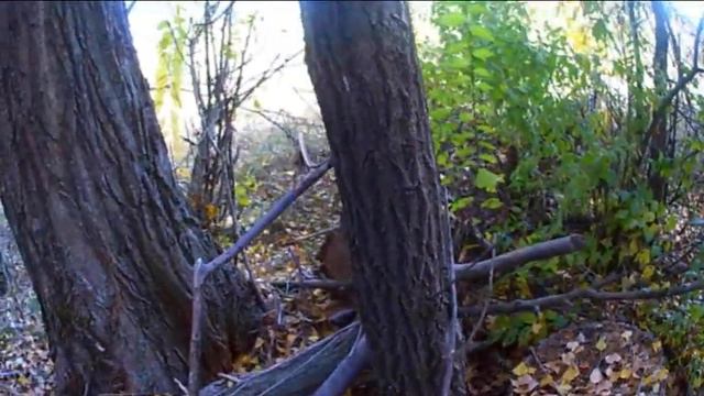 Солнечная красивая осень! Всем хорошего настроения! #река #поле смотреть онлайн