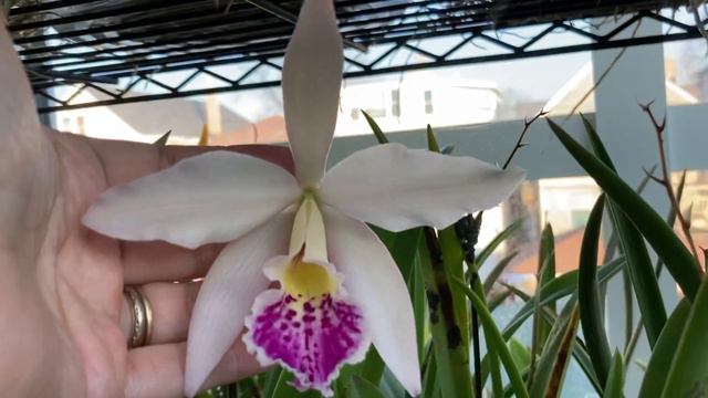 Another Cattleya Hybrid, Bl. Richard Mueller x C. mossiae смотреть онлайн