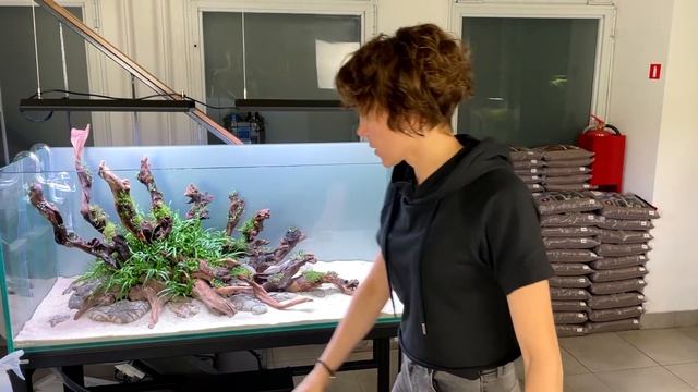 Аквариум 300 л - Запуск / Фильтр Oase BioMaster 850 / 2 Часть смотреть онлайн