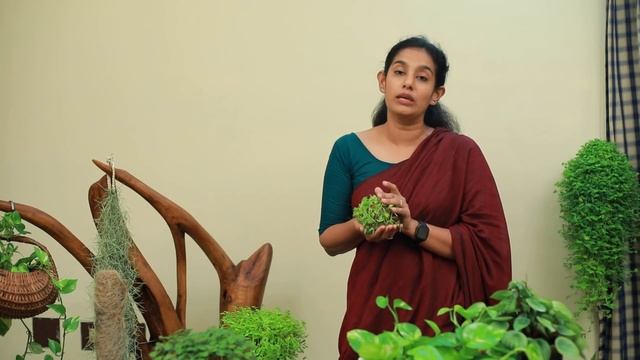Green Fingers: Turtle vine propagation, indoor plants, hanging garden смотреть онлайн