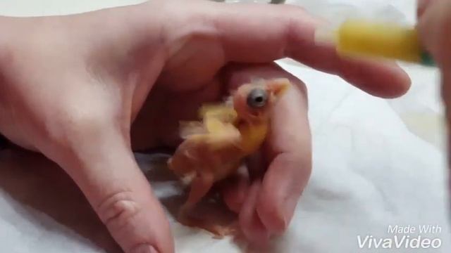 Кормление птенцов канарейки. Невероятно мило! смотреть онлайн