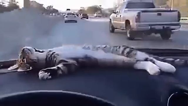 едем с дачи, кот устал больше всех смотреть онлайн