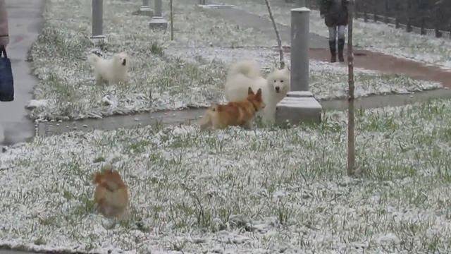Корги и Самоеды смотреть онлайн