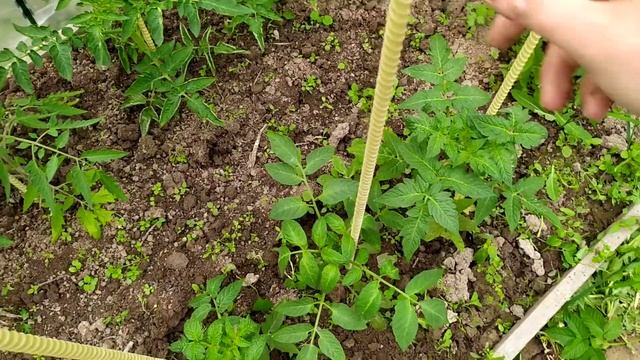 Томаты гномы в парниках. Как растут и выглядят на 30.05.2021 смотреть онлайн