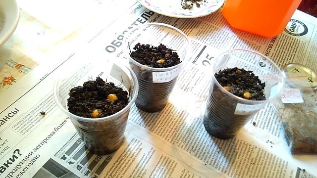 Как посадить дикий лимон он же понцирус трифолиата - стратификация семян и посадка - видео 2 смотреть онлайн