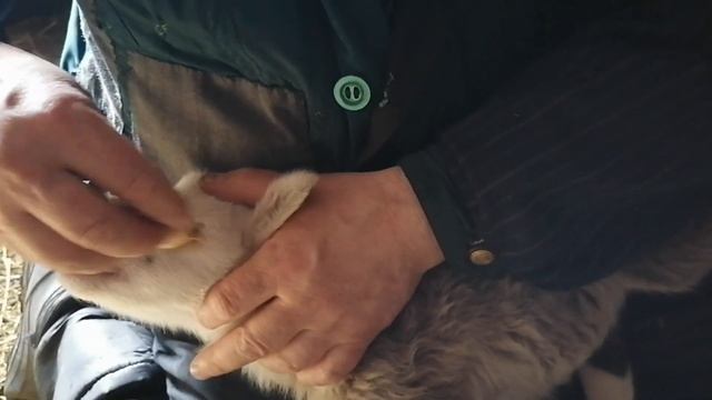 ЖИЗНЬ В ДЕРЕВНЕ/ Седимин для ягнят. Когда и как колоть. смотреть онлайн