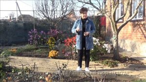 ОКУЧИВАНИЕ РОЗ  Нужно ли окучивать розы на зиму  в СРЕДНЕЙ ПОЛОСЕ ?  А на ЮГЕ ?