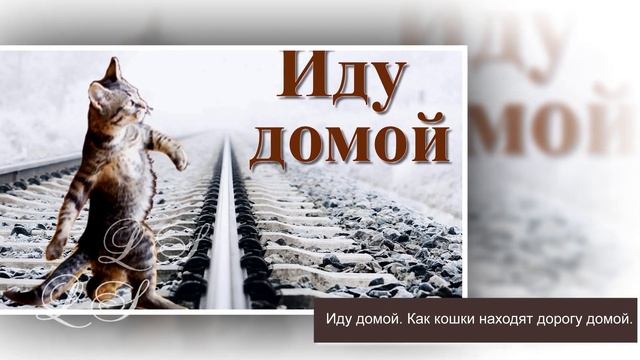Что помнит кошка. Помнит ли кошка своего хозяина. Как кошка узнает своих хозяев смотреть онлайн