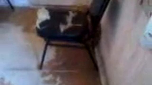 Звериный беспредел Ноглики смотреть онлайн