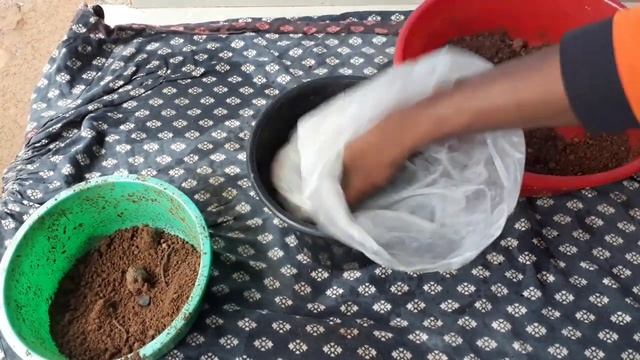 How to grow lucky bamboo | Grow lucky bamboo in soil смотреть онлайн